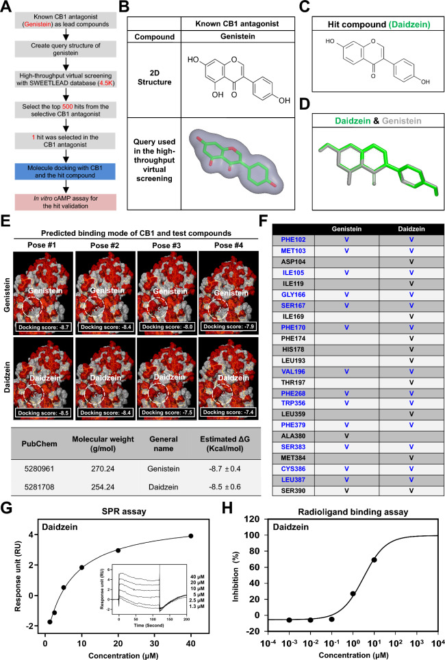 Identification of a cannabinoid receptor 1 (CB1) inhibitor by high-throughput virtual screening. A High-throughput virtual screening workflow for lead compound identification. B The query structure of a known CB1 antagonist (genistein) was used in the ligand-based high-throughput virtual screening. C Molecular structure of the hit compound daidzein. D Daidzein shares structural homology with the new CB1 antagonist genistein in ligand-based virtual screening. E Docking of the new CB1 antagonists genistein and daidzein into the CB1 receptor. The best fit of genistein and daidzein into CB1 is shown (upper panel). The binding energy of genistein and daidzein was estimated via Mcule molecular docking software (lower panel). F Overlapping binding sites of four predicted binding modes for genistein and daidzein within the CB1 receptor are shown in blue. (G) Direct interaction between CB1 and daidzein by SPR in vitro assay. Sensorgram of SPR for evaluating the binding affinity between CB1 and daidzein (equilibrium dissociation rate constant; KD = 6.6 μM). H Radioligand binding assay of daidzein for the CB1 receptor. The half-maximal inhibitory concentration (IC50) was determined using non-linear least squares regression analysis (IC50 = 3.78 μM). The inhibition constant (Ki) was calculated using the Cheng-Prusoff equation (Ki = 3.40 μM), based on the observed IC50 value and the concentration of radioligand used in the assay