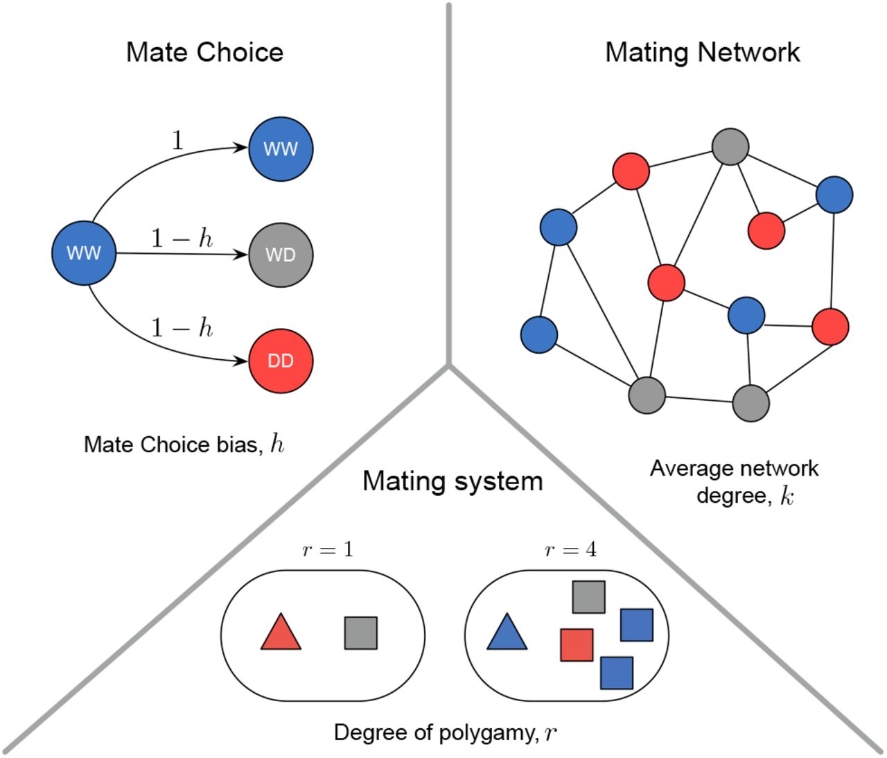 Pictorial representation of the three mating complexities: mate-choice, mating network, and mating system that can affect gene drive’s population dynamics.Blue, gray and red colours represent individuals with genotype WW, WD and DD, respectively. When there is no distinction between the two sexes, individuals are represented by circles, while triangles and squares denote individuals belonging to different sexes. Under mate-choice bias, the wild-type genotype (WW) are less likely to mate with drive carrying genotype (DD and WD). Mate-choice bias is denoted by h in our model, where (1 − h) is the mating rate between the wild-types (WW) and the transgenics (WD or DD). In structured mating, individuals mate and reproduce with other receptive individuals in their vicinity, and their likely interactions are modelled on a mating network of average degree k. The consequence of mating with one (monogamy r = 1) or multiple mating partners (polygamy, r > 1) on the gene drive dynamics is studied under the mating systems.