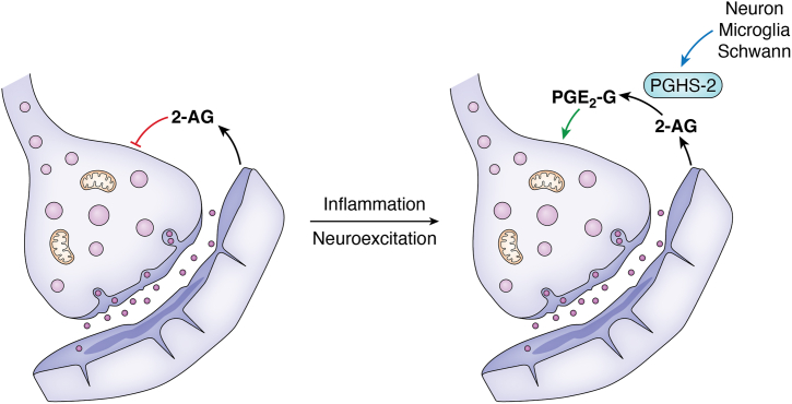 Potential role of PGHS-2-mediated 2-AG oxygenation in neuronal signaling. 2-AG produced by postsynaptic cells binds to CB1 receptors in presynaptic neurons, resulting in depressed neurotransmitter release. Induction of PGHS-2 in microglia, neurons, or Schwann cells can lower CB tone by oxygenating 2-AG to produce PGE2-G, which then increases neuron firing, thereby reinforcing long-term potentiation. 2-AG, 2-arachidonoylglycerol; CB, cannabinoid; PGHS, prostaglandin endoperoxide synthase.
