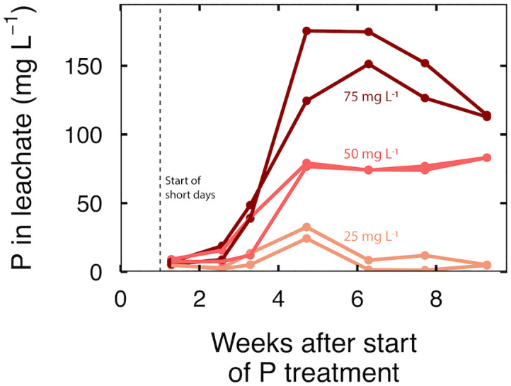 Time series of P in the leachate at an input P of 25, 50 and 75 mg per L. Each line represents a sample taken from a leachate collection tray that contained three separate containers.