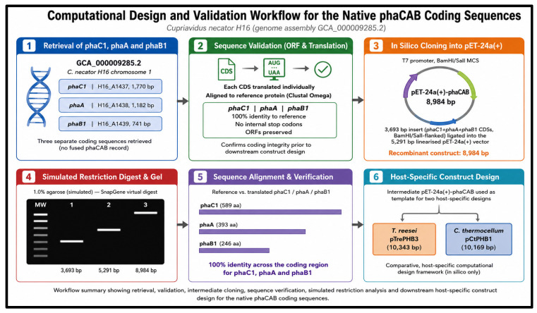 Computational design and validation workflow for the native phaCAB coding sequences from Cupriavidus necator H16. The individual phaC1 (H16_A1437), phaA (H16_A1438) and phaB1 (H16_A1439) coding sequences were retrieved from genome assembly GCA_000009285.2, translated and validated as separate open reading frames, assembled in silico into the intermediate pET-24a(+)-phaCAB construct and subsequently evaluated by sequence alignment and simulated restriction analysis before host-specific construct design for T. reesei and C. thermocellum.