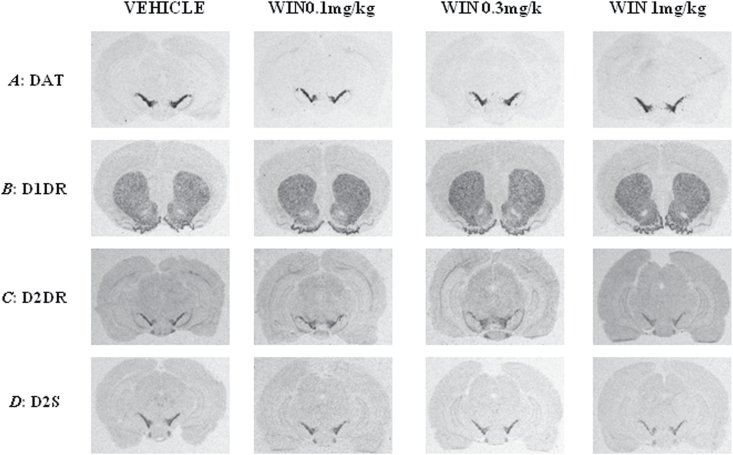 Representative in situ hybridization images showing the distribution of mRNA levels of (A) dopamine transporter (DAT) in substantia nigra (SN)/ventral tegmental area (VTA), (B) D1 dopamine receptor (D1DR) in striatum/nucleus accumbens (NAc), (C) D2 dopamine receptor (D2DR) in SN/VTA, and (D) D2S autoreceptors in SN/VTA of different doses of WIN55,212-2.