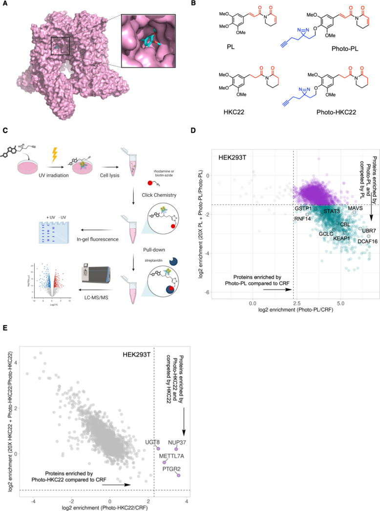 (A) Cryo-EM structure (PDB: 6WKN) of the binding mode of PL (cyan) bound in TRPV2, zoomed in on the solvent-exposed para-phenyl position of PL. (B) Chemical structures of PL, photoaffinity probe Photo-PL, HKC22, and photoaffinity probe Photo-HKC22. Electrophilic Michael acceptors (or lack thereof) are highlighted in red, and the minimal photo-cross-linker composed of an alkyl diazirine photoactivatable group and alkyne handle are highlighted in blue. (C) Photoaffinity labeling workflow schematic. Cells are treated with the photoaffinity probe, UV irradiated (365 nm), and lysed, and a fluorophore or biotin is conjugated to the probe via the copper-catalyzed azide–alkyne click reaction (CuAAC) for visualization of protein photolabeling by in-gel fluorescence or LC-MS/MS analysis. (D) HEK293T cells were pretreated with a 20-fold excess of PL (400 μM) or DMSO for 30 min and then cotreated with Photo-PL (20 μM) for 5 min. Cells were subsequently irradiated with UV light (365 nm) for 5 min, lysed, and conjugated with biotin-azide via CuAAC. Photolabeled proteins were enriched via pull-down with streptavidin beads and then subjected to proteomic analysis. Photo-PL and CRF (20 μM) treatments were compared. Thresholds for relative FC enrichment, represented as the log2FC, were set to 2.3 (5-fold) for enrichment of Photo-PL-labeled proteins compared to those enriched by the CRF and −1.58 (3-fold) for competition of Photo-PL-labeled proteins with excess PL; FC raw p-value threshold set to 0.05 (n = 2 for each treatment condition). (E) HEK293T cells were pretreated with a 20-fold excess of HKC22 (400 μM) or DMSO for 30 min and then cotreated with Photo-HKC22 (20 μM) for 5 min. Cells were subsequently irradiated with UV light (365 nm) for 5 min, lysed, and conjugated with biotin-azide via CuAAC. Photolabeled proteins were enriched via pull-down with streptavidin beads and then subjected to proteomic analysis. Photo-HKC22 and CRF (20 μM) treatments were compared. Thresholds for relative FC enrichment, represented as log2FC, were set to 2.3 (5-fold) for enrichment of Photo-HKC22-labeled proteins compared to those enriched by the CRF and −1.58 (3-fold) for competition of Photo-HKC22-labeled proteins with excess HKC22; FC raw p-value threshold set to 0.05 (n = 2 for each treatment condition).