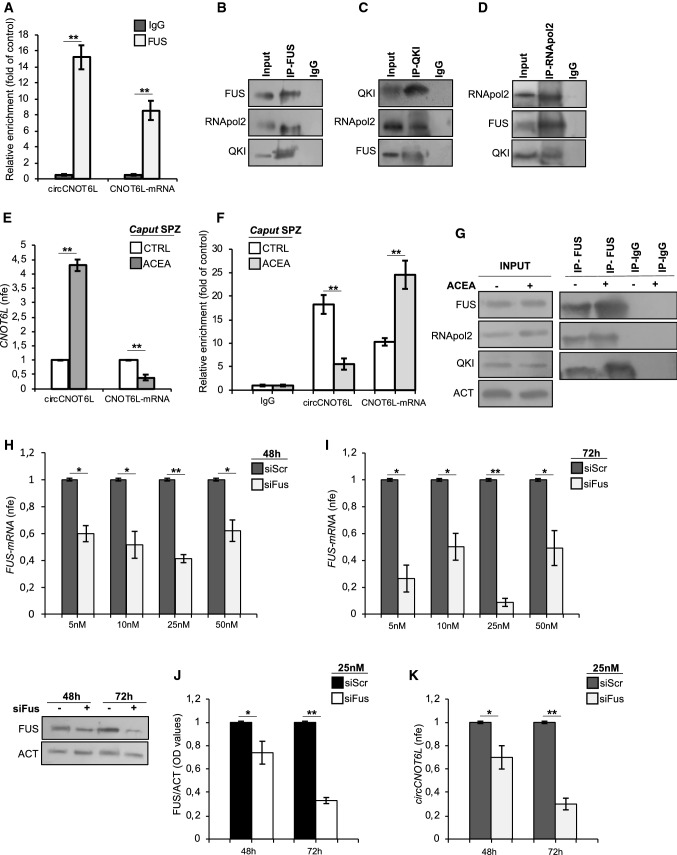 FUS drives CNOT6L backsplicing by interacting with RNApol2 and QKI in caput SPZ. The enrichment levels of circCNOT6L and CNOT6L-mRNA in the products of RIP assay (FUS-IP compared with IgG-IP) in WT caput SPZ alone (A) and after in vitro ACEA treatment (F) detected by qRT-PCR. Data are reported as mean ± SEM from three independent experiments. **P < 0.01. qRT-PCR detection of circCNOT6L and CNOT6L-mRNA expression levels (E) in caput SPZ from WT mice in vitro treated with vehicle (CTRL) or ACEA 1 µM (n = 3 different samples from three different animals for each experimental group in triplicate). Data are reported as mean value of nfe ± SEM, using Actin as endogenous control. **P < 0.01. Western blot analysis of FUS, QKI and RNApol2 in the products of IP in WT caput SPZ (B, C and D) using FUS, QKI and RNApol2 antibodies. Western blot analysis of RIP protein fraction immunoprecipitated with FUS Ab (FUS-IP) in WT caput SPZ after in vitro ACEA treatment (G). FUS-IP is analyzed in comparison to control IgG-IP and Input protein extracts. qRT-PCR detection of Fus expression levels in ESCs, cultured in RM medium, treated with siScr or siFus (5, 10, 25 and 50 nM) and harvested after 48 (H) and 72 h (I) from siRNA transfection. Data are reported as mean value of nfe ± SEM, using Actin as endogenous control. **P < 0.01; *P < 0.05. Western blot analysis of FUS protein (J) and qRT-PCR detection of circCNOT6L expression levels (K) in ESCs, cultured in RM medium, treated with siScr or siFus (25 nM) and harvested after 48 and 72 h from siRNA transfection. In (J) FUS amount was quantified by densitometry analysis, normalized against Actin (ACT) signals, and reported as mean value of fc of OD values ± SEM, while in (K), the data are reported as mean value of nfe ± SEM, using Actin as endogenous control. **P < 0.01; *P < 0.05