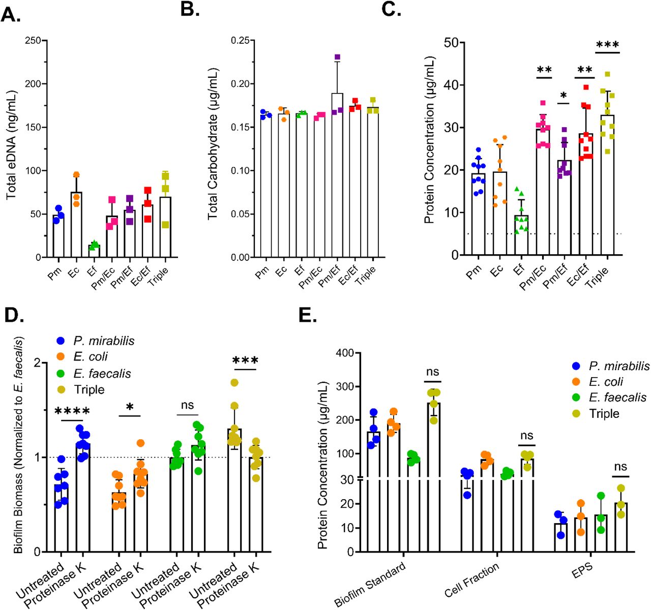 Triple species biofilm biomass enhancement is driven by an increase in total protein. Single, double, and triple species biofilms were established in 24 well plates for 24 hours in diluted urine. (A) Total eDNA concentration in single, double, and triple species biofilms. (B) Total carbohydrate concentration in single, double, and triple species biofilms. (C) Total protein concentration in single, double, and triple species. Polymicrobial combinations were compared to the highest associated single species concentration. Error bars represent means and SD from at least 3 biological replicates with at least 3 replicates each. Statistical significance was determined by an ordinary one-way ANOVA test with multiple comparisons; *, P<0.05; **, <0.01; ***, P<0.001; ns, non-significant. (D) Single and triple species biofilms were formed in diluted urine with or without proteinase K (30ug/mL) for 24 hours and then stained with crystal violet. The data represent three independent experiments with at least two biological replicates each. Statistical significance determined by 2way ANOVA with multiple comparisons test;*, P<0.05; ***, P<0.001; ; ****, P<0.0001 ns, non-significant. (E) Biofilms were separated into a cell-associated fraction and the EPS fraction, and protein concentration was analyzed by BCA from three independent experiments for single and triple species biofilms.