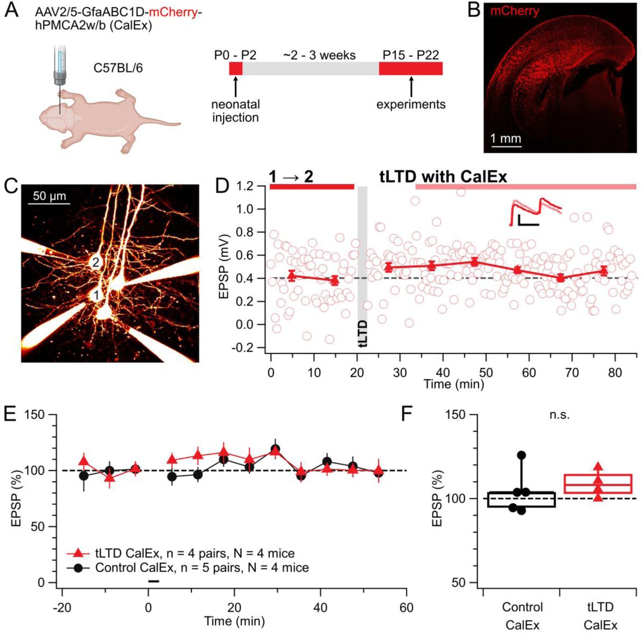 tLTD relies on astrocyte Ca2+ signaling.(A) Neonatal AAV injections to express CalEx (AAV2/5-GfaABC1D-mCherry-hPMCA2w/b) were performed at P0–P2 in C57BL/6 mice. Electrophysiology was conducted at P15 – P22.(B) Sample expression of CalEx in visual cortex, visualized via mCherry fluorescence following neonatal AAV injection.(C) Representative quadruple whole-cell recording used to probe for monosynaptic PC → PC connections in CalEx-expressing slices. Neurons were filled with Alexa 594. Presynaptic PC1 was connected to postsynaptic PC2.(D) Example electrophysiological trace from the same PC1 → PC2 connection as in (C). Gray shading denotes the tLTD induction period. Inset scale bars: 25 ms, 0.2 mV.(E) Ensemble time course of normalized EPSP amplitudes before and after induction, comparing tLTD induction (red) and control recordings (black) in CalEx-expressing slices, showing no tLTD.(F) Population averages showed that plasticity was indistinguishable across the two groups (after/before Control 104 ± 6% vs tLTD CalEx 109 ± 4%; t-test p = 0.54).