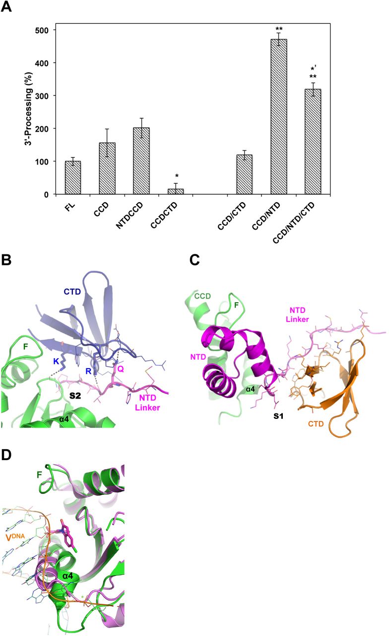 IN activity and multimerization.(A) 3’-processing activity (%) of full-length HIV-1 IN (FL) and truncation variants. Whereas NTDCCD indicate two-domain constructs, CCD/NTD indicate that single domain protein CCD and single domain NTD were purified separately and mixed together in the reaction. Values are means of three repeats (±SEM). P-values (one-way ANOVA) are < 0.05 (*) or < 0.01 (**) as calculated in comparison with FL sample, or < 0.05 (*’) as compared to CCD/NTD. (B) CTD (blue) interactions with CCD (green) or NTD linker (magenta) at site-2 (S2). Dashed lines indicate hydrogen bonds made by K266 (K) or R228 (R) or CTD and Q53 (Q) of NTD. F: finger loop. Interacting residues are shown with lines. (C) NTD (magenta) and CTD (orange) docking at site-1 (S1) of CCD (green). F: finger loop. Interacting residues are shown with lines. (D) Structure of CCD (magenta, PDB code 3NF8) in complex with CDQ molecule (magenta sticks) bound at site-2. Superimposed is the CCD (green) of HIV-1 intasome (PDB code: 5U1C). Viral DNA (VDNA) of HIV intasome is shown in orange. Binding of CDQ molecule displaces α4 by ~ 5 Å (measured at G149). F: finger loop.