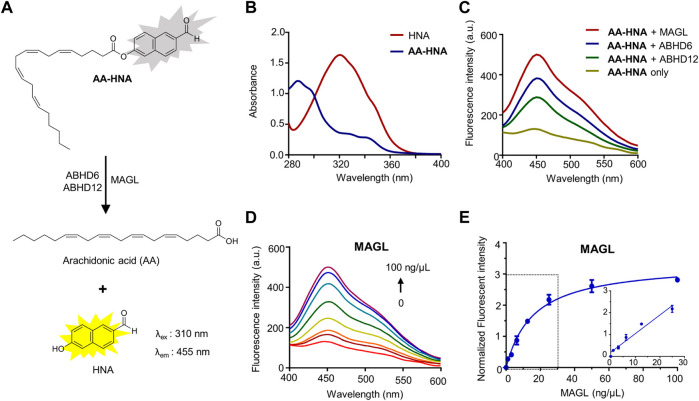 Fluorescence turn-on responses of AA-HNA on 2-AG hydrolases (MAGL, ABHD6, and ABHD12). (A) Proposed mechanism of AA-HNA catalyzed by 2-AG hydrolases (MAGL, ABHD6, and ABHD12). (B) Absorbance spectra of AA-HNA and HNA. (C) Fluorescence spectra response of AA-HNA after incubation (30 min) with MAGL, ABHD6, or ABHD12. (D) Concentration-dependent fluorescence spectra response at the emission of 455 nm with the increasing of MAGL concentration (0–100 ng/μl) in the presence of AA-HNA (10 µM). (E) Titration curve of AA-HNA (10 µM) with increasing concentration of MAGL (0–100 ng/μl), and the linear relationship was observed in the range of 0–25 ng/μl.