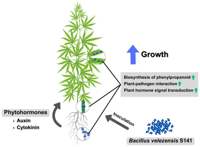 Schematic overview of mechanisms of cannabis growth promotion by Bacillus velezensis S141. S141, an endophytic cannabis bacterium, promotes cannabis growth by producing phytohormones and triggering genes involved in the biosynthesis of phenylpropanoid, plant–pathogen interaction, and plant hormone signal transduction pathways. This figure was created using https://www.canva.com/ (accessed on 21 August 2024).
