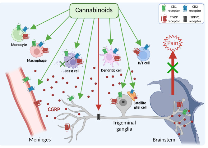 Potential targets of cannabinoids in the trigeminovascular system Cannabinoids can interact with CB1 and CB2 receptors in trigeminal ganglia neurons, satellite glia, blood vessels, and meningeal immune cells, as well as trigeminal TRPV1 receptors. For clarity, a generic trigeminal neuron is represented and not all cell types in the trigeminovascular system are shown. Potential analgesic targets for cannabinoids are shown in green arrows. A pathway that could increase nociception via the TRPV1 receptor is shown in red. Release of CGRP from trigeminal nerve fibers and within the ganglia is shown. CGRP can contribute to neurogenic inflammation by degranulation of mast cells, dilatation of blood vessels, and possibly acting on immune cells. The CGRP receptor icon is meant to represent both canonical and AMY1 receptors