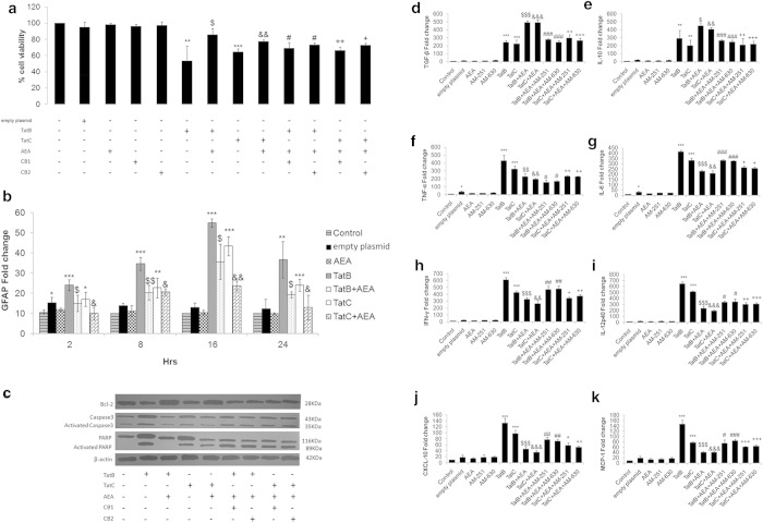 AEA affects cell death pathway components, GFAP activation and cytokine production, induced by either Tat B or C. Both Tat B and Tat C reduce cell viability in primary Müller glia. Addition of AEA to Tat-activated cells increases cell viability. CB1 and CB2 antagonists partially reverse the action of AEA (a). GFAP mRNA fold increase on expression of Tat B/C plasmids. Tat alone induced GFAP at all time points with peak at 16 hours. Addition of AEA in Tat B/C transfected cells reduced GFAP levels (b). Bcl-2 levels increase in activated cells on exposure to AEA. Cropped immunoblots for apoptotic and necrotic markers, Caspase-3 and PARP respectively, were seen to increase on Tat B/C transfection. AEA treatment with Tat B/C lowered Caspase-3 and PARP levels. CB1/2 antagonists with Tat B/C + AEA showed reversal in Caspase-3 and PARP expression (c). Full-length blots are presented in Supplementary Fig. S6. Histograms are given as mean ± S.E. (n = 3); *p < 0.05, **p < 0.01, ***p < 0.001 vs. Control. $p < 0.01, $$p < 0.01 vs Tat B. &p < 0.05, &&p < 0.01 vs Tat C. #p < 0.05 vs. Tat B + AEA. + p < 0.05, ++ p < 0.01 vs. Tat C + AEA. Real Time PCR quantitative analysis showed significant increase in TGF-ß and IL-10 (d, e) when Tat transfected cells were incubated with AEA. Fold change of TNF-α, IL-6, IFN-γ, IL-12, CXCL- 10, and MCP-1 (f-k) showed suppression of their mRNA in activated Müller glia exposed to AEA. CB1/CB2 inhibitors reversed the effects of AEA partially. AEA effect on suppressing pro- inflammatory cytokines is more noticeable in Tat B than in Tat C cells. Cells were transfected with Tat B or Tat C alone or transfected cells exposed to AEA for 8-10 hours. Cells transfected with empty plasmid or AEA and the CB antagonists alone showed nominal or no change in cell viability (a), GFAP expression (b), and the aforementioned cytokines (d-k).Values are given as mean ± S.E (n = 3). *p < 0.05, **p < 0.01, ***p < 0.001 vs. Control. $p < 0.001, $$p < 0.01,$$$p < 0.001vs Tat B. &&p < 0.01, &&&p < 0.001 vs Tat C. #p < 0.05, ## < 0.01, ###p < 0.001 vs Tat B + AEA. +p < 0.05, ++p< 0.01, +++< 0.001 vs. Tat C + AEA.