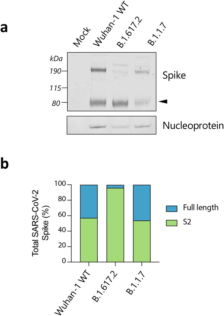 Spike cleavage in B.1.617.2 virions compared to B.1.1.7.a. Representative western blot analysis of spike and nucleoprotein present in SARS-CoV-2 particles from the indicated viruses produced in Vero-hACE2-TMPRS22 cells 48 hours post infection. The arrowhead identifies the S2 subunit. b. Quantification of cleaved and fulllength spike of the indicated viruses.