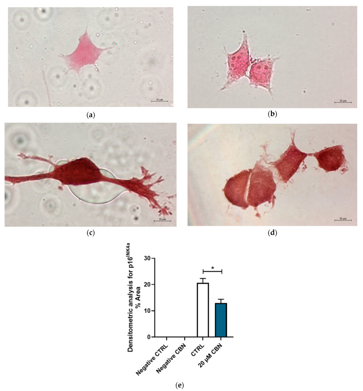 Immunocytochemistry analysis of differentiated NSC-34 cells. Untreated differentiated NSC-34 cells without primary antibody (Negative CTRL) (a), 20 µM CBN-treated differentiated NSC-34 cells without primary antibody (20 µM CBN Negative CTRL) (b), untreated differentiated NSC-34 cells immunoprofiled for p16INK4a (c), and 20 µM CBN-treated differentiated NSC-34 cells immunoprofiled for p16INK4a (d). Objective: 100×. Densitometric analysis for p16INK4a (e). The data represent the percentage of staining resulting from the immunohistochemistry analysis. We report the mean ± SEM of the samples. Statistical significance was evaluated by t test. * indicates a significant difference (p < 0.05) between p16 INK4a expression level in 20 µM CBN compared to CTRL.