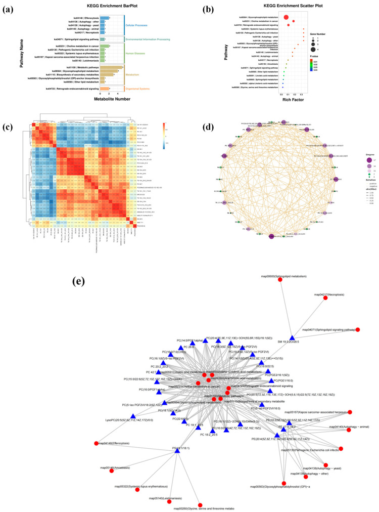 Regulatory analysis of the TM lipid metabolism pathway under the intervention of EPA/DHA (TG-DHA vs. ED-DHA vs EE-EPA vs. CK, n = 4). (a) Bar graph of KEGG enrichment analysis of TM lipid metabolism pathways. (b) Scatter plot of KEGG enrichment analysis of TM lipid metabolism pathways. (c) Thermal map correlation analysis of TM lipid metabolites. (d) Correlation network map analysis of TM lipid metabolites. (e) Network map analysis of TM lipid metabolites-metabolic pathways, with red circles representing lipid metabolic pathways and blue triangles representing lipid metabolites.