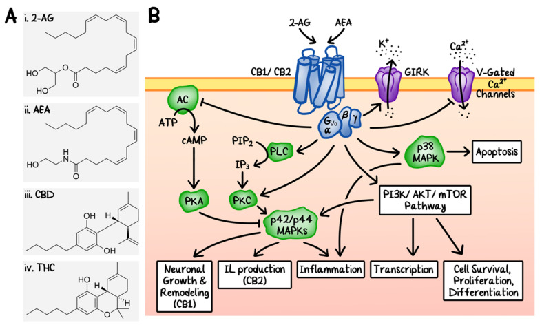 Endocannabinoid system. (A) Chemical structures of two endogenous cannabinoids, 2-arachidonylglycerol (i, 2-AG) and N-arachidonylethanolamine (ii, AEA), and two representative exogenous cannabinoids from Cannabis sativa, cannabidiol (iii, CBD) and Δ9-tetrahydrocannabinol (iv, Δ9-THC). (B) Schematic diagrams of the signaling transduction pathways of the endocannabinoid system. 2-AG and AEA are agonists of CB1 and CB2. Some of the downstream effects include: (1) upregulation of p42/p44 mitogen-activated protein kinases (MAPKs) by direct inhibition of adenylyl cyclase (AC) and direct activation of phospholipase C (PLC), leading to the induction of neuronal growth, interleukin production, and inflammation. PKA: protein kinase A. PKC: protein kinase C. (2) Activation of p38 MAPK, which induces inflammation and apoptosis. (3) Activation of the phosphatidylinositol-3-kinase (PI3K)/AKT and the mammalian target of rapamycin (mTOR) signaling pathways. Under certain conditions, these endocannabinoids can also induce transcription, cell survival, proliferation, and differentiation through similar pathways. Additionally, the cannabinoid receptors can also modulate ion channels including G protein-coupled inwardly-rectifying potassium channels (GIRKs) and voltage (V)-gated calcium channels.
