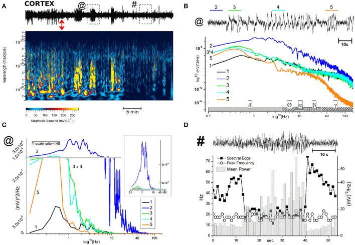 Description and analysis of unusual cortical EEG events after JWH-073 administration. (A), Top: representative 40 min EEG recorded from somatosensory area, before and after JWH-073 administration (marked with a red double headed arrow). Framed areas in EEG, labeled with “@” and “#” and analyzed in detail in panel (B,C) (for @) and (D) (for #), are EEG traits showing relevant difference respect to control. (A) (center): Spectrogram of above EEG. (B) EEG area “@” of panel (A) is replayed on the top at a faster time scale. Tracts labeled from 2 to 5 (named in text as “complex”), mark altered electrical activity different each other and from control (referred as 1, not shown in EEG). (B) (middle): power spectrum analysis of 1–5. The X axis has a scheme bar referring to EEG bands. (C) Same plot of (B) adopting linear Y scale; Y broken (horizontal gray line), marks different scale ratio (1/148 of the bottom scale) adopted to constrain all plots in a limited ordinate. (B) Inset: Same figure but without the Y axis break. (D) (top): EEG area “#” of panel (A) is replayed on the top at a faster time scale. Left Y axis (Hz) refers to “spectral edge” and “peak frequency”; right Y axis refers to “mean power”.