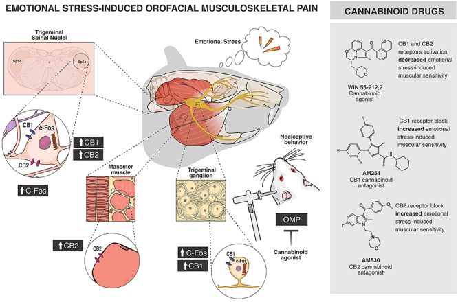 Emotional stress-induced orofacial musculoskeletal pain (OMP) is attenuated by the endocannabinoid system. Emotional stress induced pain in the masticatory muscles, as evidenced by increased mechanical sensitivity in the masseter and temporalis muscles, is accompanied by elevated c-Fos expression in the trigeminal ganglion (TG) and trigeminal nucleus caudalis (Sp5C). Pharmacological modulation with AM251 (a CB1 receptor antagonist) and AM630 (a CB2 receptor antagonist) increased OMP, whereas WIN55,212-2 (a non-selective cannabinoid receptor agonist) inhibited masticatory muscles mechanical sensitivity. Additionally, emotional stress increased CB1 receptor density in the TG, enhanced both CB1 and CB2 receptor densities in the Sp5C, and elevated CB2 receptor density in the masseter muscle.