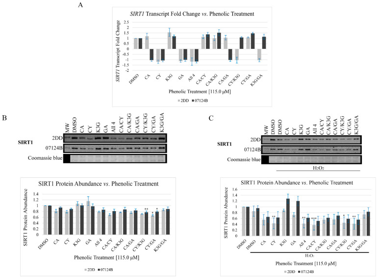 The phenolic treatments had no significant impact on SIRT1 transcript abundance but had structure-, interaction-, and/or concentration-dependent impacts on SIRT1 protein abundance. (A) Cells were treated followed by RNA extraction, cDNA synthesis, and RT-qPCR, a fold change of ±2 was considered significant. (B) Impacts of the phenolic treatments on SIRT1 protein abundance. Cells were treated followed by whole cell lysis, harvesting, and Western blot (n = 3), representative Western blot and quantified densitometry results are presented. Coomassie blue gels were used as a load control. (C) Impacts of the phenolic treatments on SIRT1 protein abundance in response to H2O2 (n = 3; p = * p < 0.1, ** p < 0.05, *** p < 0.01). Abbreviations are as follows: vehicle control (DMSO), caffeic acid (CA), cyanidin (CY), kaempferol-3-O-glucoside (K3G), gentisic acid (GA), molecular weight (MW), and hydrogen peroxide (H2O2).