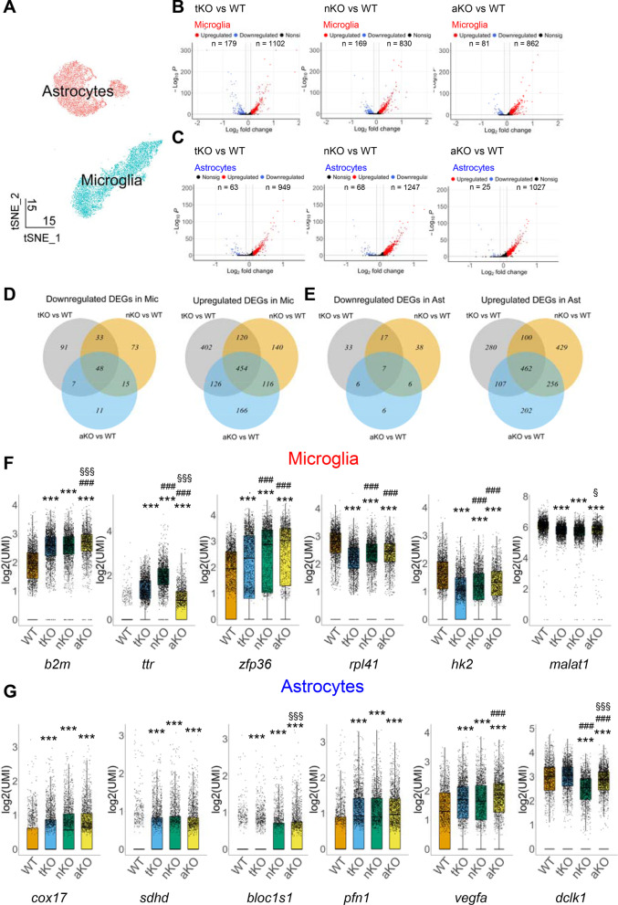 Cell type-specific inactivation of MAGL induces distinct gene expression profiles in microglia and astrocytes. A t-SNE plots of microglia and astrocytes clusters. Each colored dot represents a cell originated from WT, tKO, nKO or aKO mice. B Up- and down-regulated DEGs in microglia from different MAGL KO mice. C Up- and down-regulated DEGs in astrocytes from different MAGL KO mice. D, E The number of up- and down-regulated DEGs and their relationships in microglia and astrocytes from different genotypes. F, G Representative DEGs in microglia and astrocytes ***P < 0.0001 compared with WT; ###P < 0.001 compared with tKO; §P < 0.05, §§§P < 0.001 compared with nKO