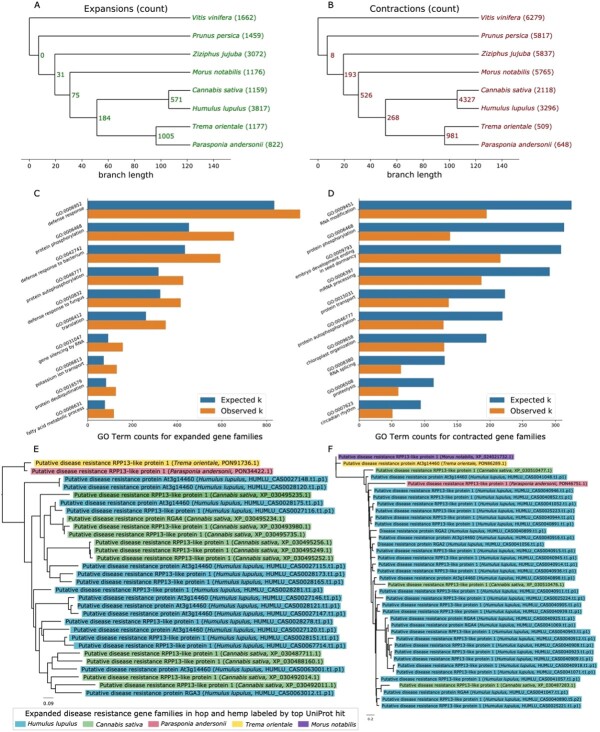Gene family expansion and contraction. A) Tree showing the number of expanded gene families. B) Tree showing the number of contracted gene families. C) Bar chart showing statistically significant Biological Processes GO terms with the largest number of observed occurrences from expanded families identified with a hypergeometric test. D) Bar chart showing statistically significant Biological Processes GO terms with the largest number of observed occurrences from contracted families identified with a hypergeometric test. E) Gene family tree containing genes with significant similarity to putative disease resistance genes that are specific to the Cannabaceae family. Each branch is color-coded according to putative functional association. F) Gene family tree containing genes with significant similarity to putative disease resistance genes that are specific to the Cannabaceae family, except for one gene that occurs in mulberry (Morus notabilis). Each branch is color-coded according to putative functional association.
