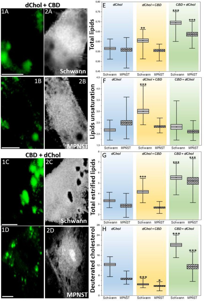 Distribution of d6-cholesterol-rich lipid droplets (green, LDs) within Schwann and MPNST cells treated with 50 µM d6-cholesterol/3 µM CBD (A, B) and 3 µM CBD/50 µM d6-cholesterol (C, D). Box diagrams (E-H) were generated from integrated intensity values obtained from mean spectra of lipid droplets, enabling semi-quantitative assessment of total lipids (E: 2850 cm-1/2930 cm-1), lipids unsaturation (F:1650 cm-1/1440 cm-1), total esterified lipids (G: 1740 cm-1/1000 cm-1) and deuterated cholesterol (H: (2220 cm-1+2120 cm-1+2065+cm-1)/1000 cm-1). Statistical significance was calculated using the one-way ANOVA (***p<0.001, p**<0.01, p*<0.05). Scale bar equals 10µm.