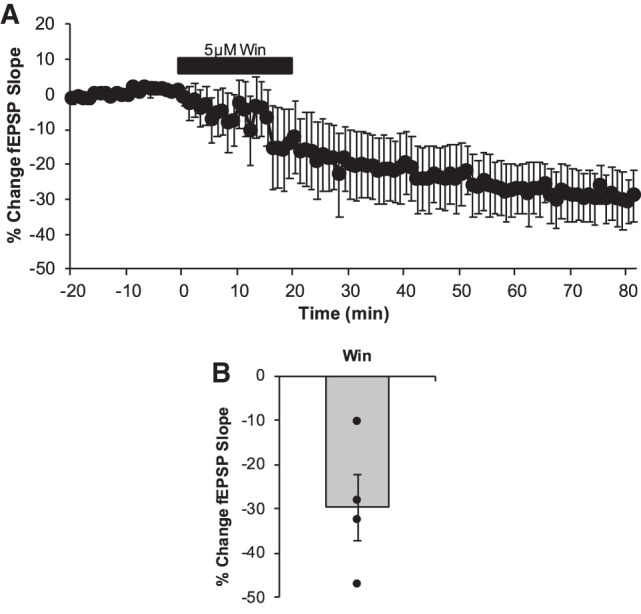 Direct pharmacological activation of CB1 receptors induces LTD in the DG. (A) LTD was measured as the average percentage of change in the fEPSP slope relative to baseline for minutes 75–80 as a result of the wash of the CB1 receptors agonist Win 55, 212-2 (5 µM, indicated as black bar). Win exposure led to a persistent and significant depression in synaptic efficacy (29.6 ± 7.49%; n = 4 slices, P = 0.024). (B) Dots represent the average amounts of LTD for each slice that make up the average (indicated as the bar). Error bars throughout represent the standard error of the mean.