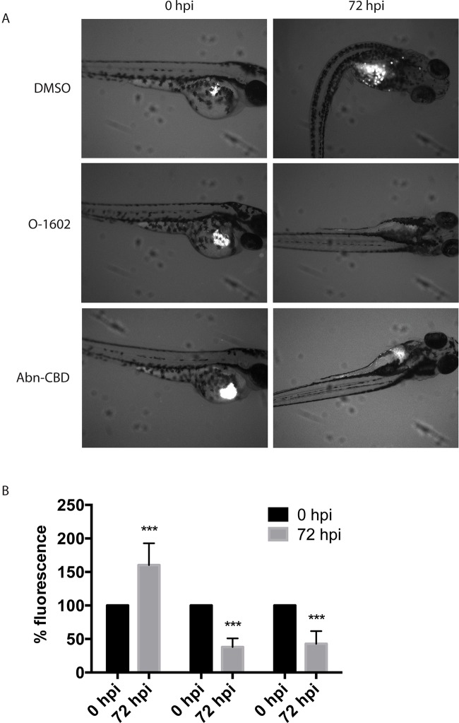 Effect of atypical cannabinoids on the viability of Paclitaxel-resistant breast cancer cells in vivo. (A) Images of representative zebrafish injected with human MDA-MB-231 PR cells in the yolk sac (white pixels) before (0 hpf) and following 3-day treatment with the DMSO vehicle control, O-1602, or Abn-CBD (72 hpf). (B) Quantification of the analysis of more than 24 images for each condition. ***p < 0.001.