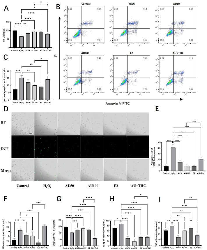 Aucubin attenuates H2O2-induced oxidative damage and inflammation in rat tenocytes, mechanisms involving the estrogen receptor pathway. (A) Viability of tenocytes after treatment (n = 6). (B) Representative flow cytometry plots of apoptosis. (C) Quantitative analysis of apoptotic rates (n = 3). (D) Representative micrographs of intracellular ROS levels detected by DCFH-DA staining. Scale bars: 100 μm. (E) Quantitative analysis of ROS fluorescence intensity (n = 3). (F–I) Effects of AU on (F) malondialdehyde (MDA) content, (G) superoxide dismutase (SOD) activity, (H) IL-1β, and (I) TNF-α levels (n = 3). Notably, the protective effects of AU on most parameters were mimicked by the estrogen agonist 17β-estradiol (E2) and antagonized by the estrogen receptor antagonist (R, R)-THC. Data are presented as mean ± SD. * p < 0.05, ** p < 0.01, *** p < 0.001, **** p < 0.0001.