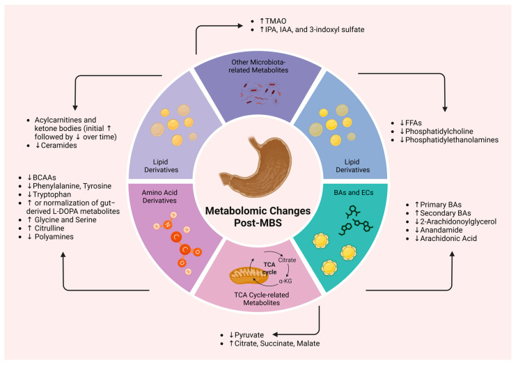 Key metabolomic alterations following metabolic bariatric surgery. Abbreviations: a-KG: alpha-ketoglutarate; BAs: bile acids; BCAAs: branched-chain amino acids; ECs: endocannabinoids; FFAs: free fatty acids; IAA: indole-3-acetic acid; IPA: indolepropionic acid; MBS: metabolic bariatric surgery; TCA: tricarboxylic acid (cycle); TGs: triglycerides; TMAO: trimethylamine N-oxide; ↑: increase; ↓: decrease. Created in BioRender. Kounatidis, D. (2025) https://BioRender.com/o93j3mc. Assessed on 24 June 2025.