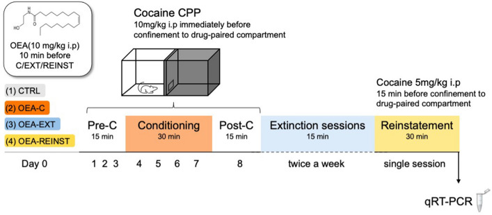 A Experimental design. Mice were divided into different experimental groups according to OEA treatment schedules: (1) CTRL; control (2) OEA-C; received OEA before each cocaine conditioning session, (3) OEA-EXT received OEA before each extinction session and (4) OEA-REINST received OEA before the reinstatement test. OEA administration consisted of OEA i.p (10 mg/kg) 10 min before each of the corresponding timepoints specified above