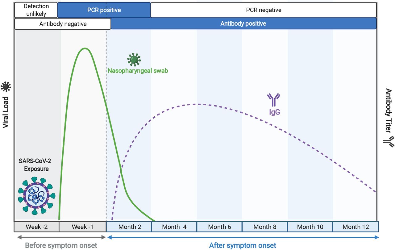 Time course of key biomarkers in SARS-CoV-2 infection,adapted from BioRender.com. The solid green line represents a typical trajectory of the RT-PCR data for viral nucleic acid from respiratory samples, while the broken purple line indicates a typical virus-specific antibody trajectory in peripheral blood, relative to time of infection, as indicated.