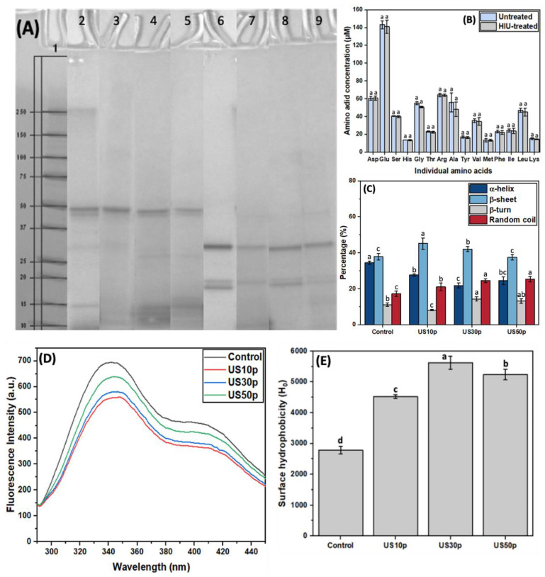 (A) SDS-PAGE profiles of control HPI and US-treated HPI with (reducing) or without (non-reducing) the addition of β-ME. Lanes in SDS-PAGE profiles: Lane 1: Marker; Lane 2: Conventionally extracted HPI; Lane 3: 11.2 W/cm2, 5 min US; Lane 4: 26.8 W/cm2, 5 min US; Lane 5: 50.0 W/cm2, 5 min US. Lanes 2–5 are under non-reducing conditions, whereas lanes 6–9 are their corresponding reducing SDS-PAGE profiles; (B) The amino acid profiles of untreated HPI and HIU-treated HPI; (C) The secondary structure of untreated and US-treated HPI under different power densities (11.2, 26.8, and 50.0 W/cm2 for 5 min); (D) Fluorescence spectra indicating tertiary structural differences between conventionally extracted and US-treated HPI under different power densities (11.2, 26.8, and 50.0 W/cm2 for 5 min); (E) Changes in surface hydrophobicity (H0) of conventionally and high-intensity ultrasound extracted (11.2, 26.8, and 50.0 W/cm2 for 5 min) HPI. The experiments were conducted in triplicate. Different lowercase letters in (B,C,E) represent the significant differences among different US treatments (p < 0.05).