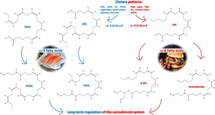 Dietary patterns, as the Mediterranean (n-3 series enriched) are linked to better physiological parameters decreasing the outcome of several types of diseases, which consists of unsaturated lipids from fish (and olive oil, fruits, vegetables, whole grains and legumes/nuts), impacting on the levels of eCBs; they are influenced by the content of n-3 series derived from alpha-linolenic acid (ALA, 18:3n-3) and n-6 series (enriched in Western diet) derived from linoleic acid (LA, 18:2n-6), essential polyunsaturated fatty acids (PUFA); both AEA and 2-AG are derived from AA of the n-6 family, while N-docosahexaenoyl-ethanolamine (DHEA) and N-eicosapentaenoyl-ethanolamine (EPEA), are derived from the n-3 PUFAs docosahexaenoic acid (DHA) and eicosapentanoic acid (EPA).