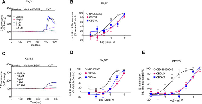 CBGVA and CBDVA inhibit Cav3.1 and Cav3.2 channels and GPR55 receptors. (A) A representative trace of the change in fluorescence caused by vehicle control and CBGVA in HEK 293 Cav3.1 cells. After 2 min of baseline reading, vehicle or CBGVA were added for 5 min, followed by adding 10 mM Ca2+ and read for a further 3 min. (B) Concentration-response curves for NNC550396, CBGVA and CBDVA inhibition of Cav3.1 response. (C) A representative trace of the change in fluorescence caused by vehicle control and CBGVA in HEK 293 Cav3.2 cells. (D) Concentration-response curves for NNC550396, CBGVA and CBDVA inhibition of Cav3.1 response. (E) Concentration-response curves of CBDVA and CBGVA against 0.45 µM ML-186 -induced ERK phosphorylation in HEK 293 cells expressing GPR55 receptors. All data presented are mean ± SEM of five independent experiments conducted in duplicates. Some data points do not have visible error bars due to low variability.