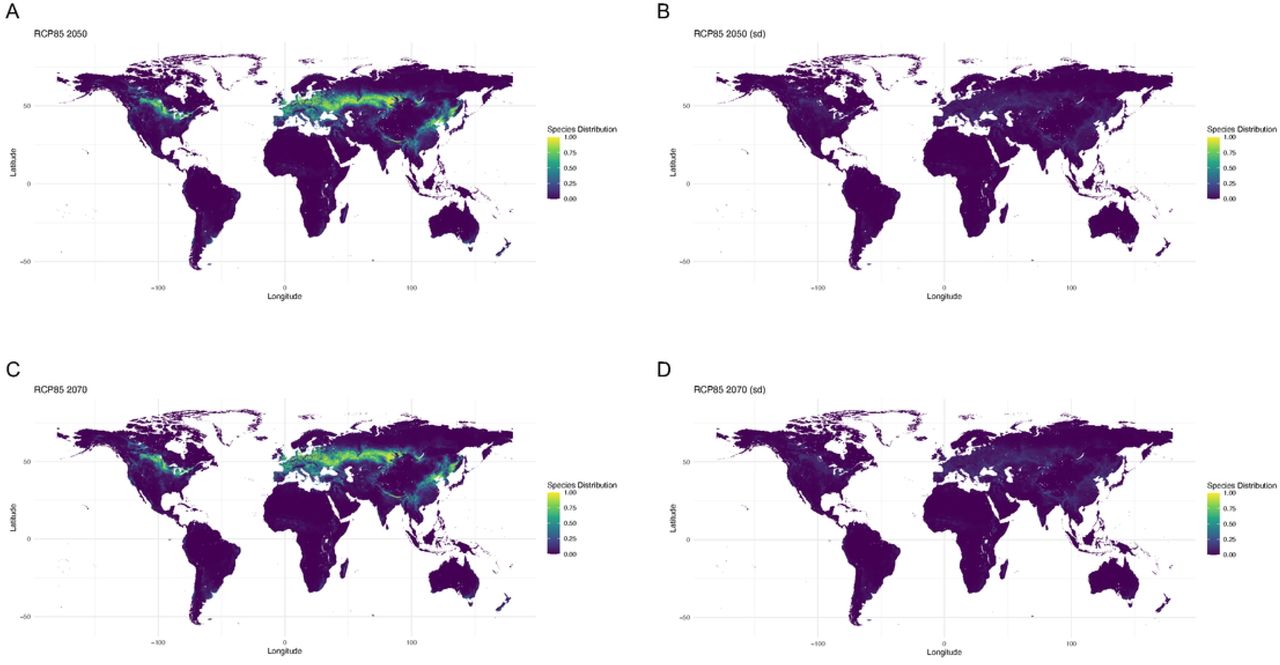 Future climate projections for 2050 and 2070 with model SSP845 (business-as-usual climate model) (A) Worldwide suitability map for 2050 (B) Standard deviation for the worldwide suitability map for 2050 (C) Worldwide suitability map for 2070 (D) Standard deviation for the worldwide suitability map for 2070.