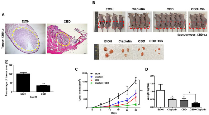 Anti-tumor effect of cannabidiol (CBD) in a head and neck squamous cell carcinoma (HNSCC) xenograft animal model. (A) FaDu cells (2 × 106) injected into tongues of nude mice. After 2–3 days, mice were treated with EtOH or CBD (5 mg/kg) or intraperitoneally (i.p). H&E staining of FaDu cell xenograft mice (tongue) treated with CBD or EtOH after 3 weeks were observed by light microscopy and tumor size was measured. The percentage of tumor area was determined by Image J software. Scale bars represent 200 μm. (B) FaDu cells (2 × 106) injected subcutaneously to the animal. FaDu cell xenograft mice (Subcutaneous) treated with EtOH, CBD (5 mg/kg), Cisplatin (2.5 mg/kg) or CBD (5 mg/kg)/Cisplatin (2.5 mg/kg) (CBD + Cis) after 4 weeks were sacrificed and the photographs of mice and tumors were taken using a digital camera. EtOH or CBD were orally (o.a) treated and Cisplatin was intraperitoneally (i.p) injected. Tumor volume (C) and weight (D) were statistically determined. (n = 4 mice/group and 3 images/mouse) Data were represented as mean and SD; *p < 0.05, and **p < 0.01 compared with the corresponding control.