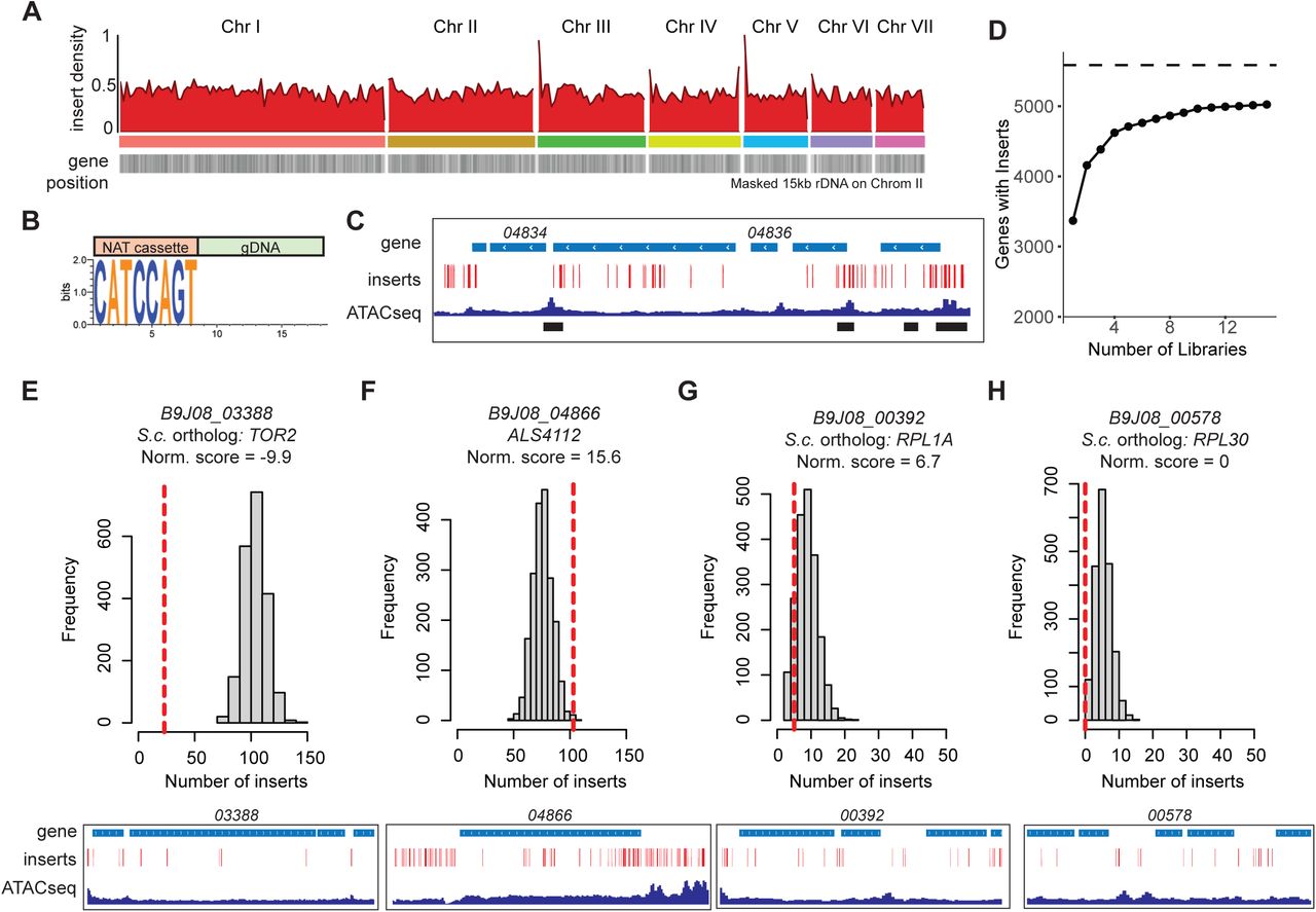 Transformation of a selection marker throughout the C. auris genome.a, Karyoplot illustrating NAT-resistance gene insertion density (red) per 50kb-bin across the C. auris genome at over 200k unique insertion sites. Gene density is shown below (gray). 15kb on chromosome CM076439.1 was masked to improve visible scale. b, Sequence logo generated from the hybrid NAT-gDNA insertions. ‘CATCCAGT’ corresponds to the end of the NAT resistance cassette. c, IGV tracks displaying select C. auris genes at the indicated coordinates (top). Insert sites, ATAC-seq, and MACS3-identified ATAC-seq peaks are shown below. d, Number of gene ORFs containing at least one NAT insert site reached an asymptote with additional libraries. (e,f,g,h,) (top) Random permutation simulation analysis distributed the proportion of inserts landing in coding ORFs (∼115k sites) across the gene sample space. Comparing the lower bound of the distribution to our observation (red line) allowed us to further identify ORFs of essential genes. Inserts were normalized by gene length. (below) IGV tracks displaying select C. auris genes, insert sites, chromatin accessibility (ATACseq), and transcription (RNAseq) at the indicated coordinates.