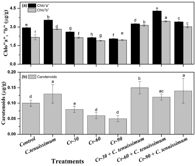 Bar graphs displaying pigment content under various treatments. Graph (a) shows Chlorophyll a (black) and Chlorophyll b (gray) levels in micrograms per gram, with notable variations among treatments. Graph (b) presents carotenoid content, with higher values in Cr plus C. tenuissimum treatments. Error bars indicate variability, and different letters denote statistical significance.