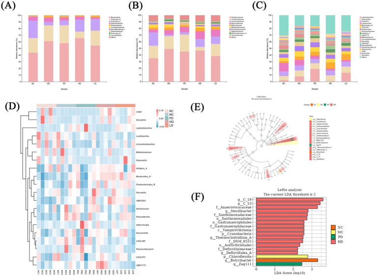 Panel (A) displays a bar chart of phylum-level bacterial relative abundance for different sample groups: NC, MC, PD, HD, LD. Panel (B) shows a similar bar chart for family-level bacterial abundance. Panel (C) presents genus-level bacterial abundance. Panel (D) features a heatmap illustrating the abundance of various bacterial taxa across the same sample groups. Panel (E) is a cladogram depicting the taxonomic hierarchy from LEfSe analysis, highlighting significantly different bacteria. Panel (F) includes a LEfSe bar graph showing LDA scores indicating bacterial taxa with significant differences between groups NC, MC, PD, and HD.