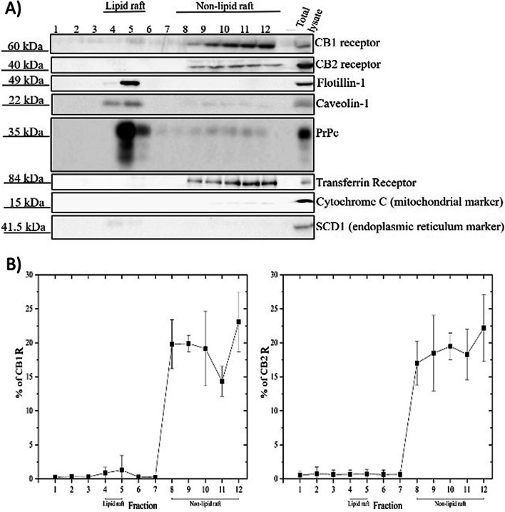 CB receptors PM compartmental distribution in mouse cortical tissue. A Aliquots of fractions collected from top to bottom of the gradient were subjected to SDS-PAGE isolation and analyzed by western blotting with antibodies directed against CB1 receptor, CB2 receptor, flotillin-1, caveolin-1, PrPc and transferrin receptor. To investigate purity of the fractionation process, the PVDF membranes were later stripped and probed with Cytochrome C (mitochondrial marker) and SCD1 (endoplasmic reticulum marker). Mouse cortical lysate (40 µg) was loaded on each gel as positive control. B Quantification of percent of CB1 or CB2 receptor present in each fraction relative to total receptor across all fractions within sample was performed using ImageJ software. All these experiments were repeated 5 times. Data are presented as mean ± S.E.M