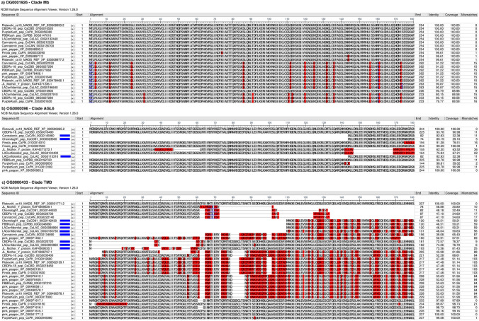 Multiple sequence alignment showing examples of a) a clade composed entirely of genes classified as MADS-box, and two clades containing b) three non-MADS genes and c) eight non-MADS genes. Non-MADS genes are marked with blue rectangles