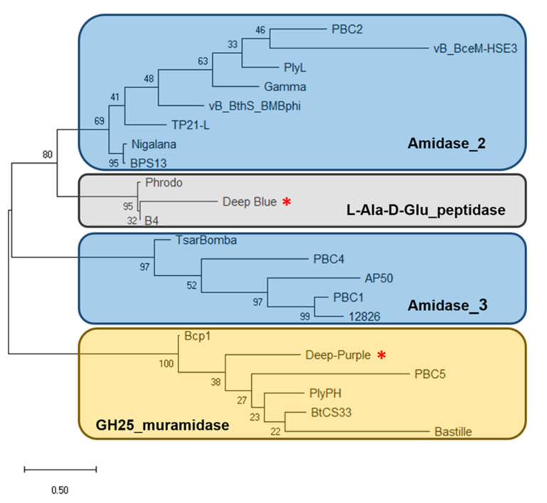 Dendrogram of relationships between the characterized endolysins of B. cereus phages. The tree was built using the maximum likelihood method and JTT matrix-based model with 100 bootstrap iterations. Endolysins are indicated by the name of the phage they derived from. Endolysins with the same EAD are grouped in the same cluster. Muramidases, amidases, and endopeptidases are highlighted as yellow, blue, and gray rectangles, respectively. Deep-Blue and Deep-Purple endolysins are indicated by red asterisks. The bar indicates 0.5 substitutions per amino acid site. The numbers refer to the percentage of trees in which the associated endolysins clustered together.