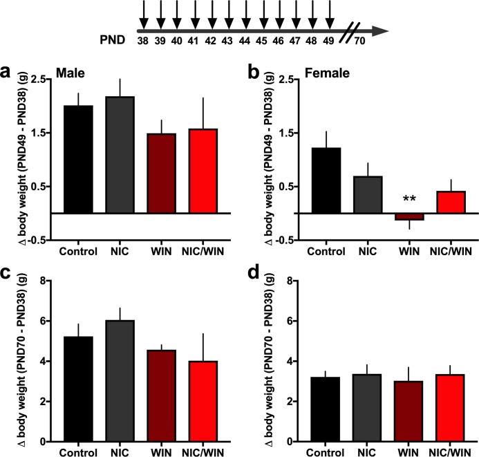 Adolescent drug exposure paradigm and change in body weight with nicotine and/or a moderate dose of the cannabinoid agonist, WIN.(a) Male mice (n = 5-8/group) were examined for their change in body weight from the first injection on PND 38 to the final day of the injection series on PND 49. Statistically significant group differences were not found. (b) Female mice (n = 6-12/group) were examined for their change in body weight from PND38 to PND 49, and a significant difference was found with the female WIN-treated group exhibiting a decrease as compared to the control, and this effect was reversed under the co-exposure condition. **p<0.001 (c) During adulthood at PND 70, body weight differences were again not found based on adolescent drug exposure in males. (d) Females from all groups exhibited a similar increase in body weight when assessed on PND 70. Control: saline and vehicle injection group; NIC: nicotine and vehicle injection group; WIN: saline and 2 mg/kg WIN-55,212–2 injection group; NIC/WIN: nicotine and 2 mg/kg WIN-55,212,2 injection group. Data represent mean values ± SEM.