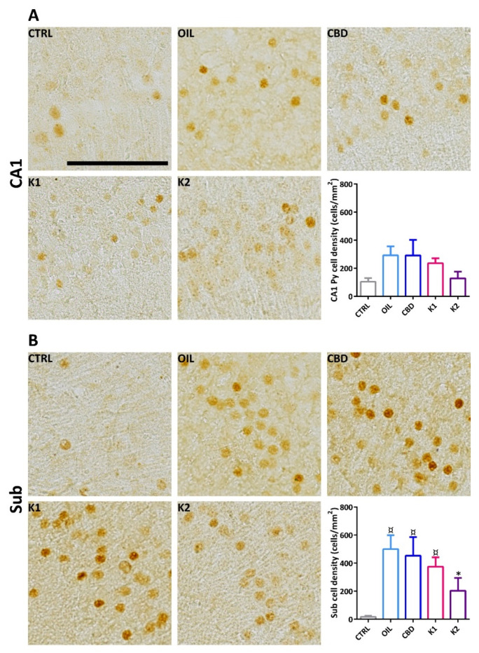 FosB/ΔFosB immunoreactivity in the hippocampal CA1 region and in the subiculum (Sub) of mice treated with CBD (n = 6), K1 (n = 6), K2 (n = 6), or olive oil (n = 6), and exposed to different sessions of 6-Hz corneal stimulation. FosB/ΔFosB immunoreactivity was also illustrated in a representative unstimulated control (Ctrl, n = 6). Particularly, FosB/ΔFosB immunoreactivity in the CA1 was reported in (A), whereas that of the Sub, in (B). ¤ p < 0.050 vs. CTRL; * p < 0.050 vs. OIL; Duncan’s method. Scale: 0.1 mm. CTRL, control; OIL, olive oil; CBD, cannabidiol; K1, hemp oil 1; K2, hemp oil 2.