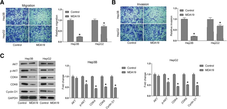MDA19 inhibited migration and invasion and inactivated AKT signaling pathway in HCC cells. HCC cells were treated with MDA19 (30 μM for Hep3B and 40 μM for HepG2) for 48 h. (a) Cell migration and (b) cell invasion were detected by transwell assays. (C) AKT signaling pathway components, including AKT, p-AKT, CDK4, CDK6 and Cyclin D1, were detected by western blot and analyzed by Image J software. All experiments were performed at 3 times. *P < 0.05