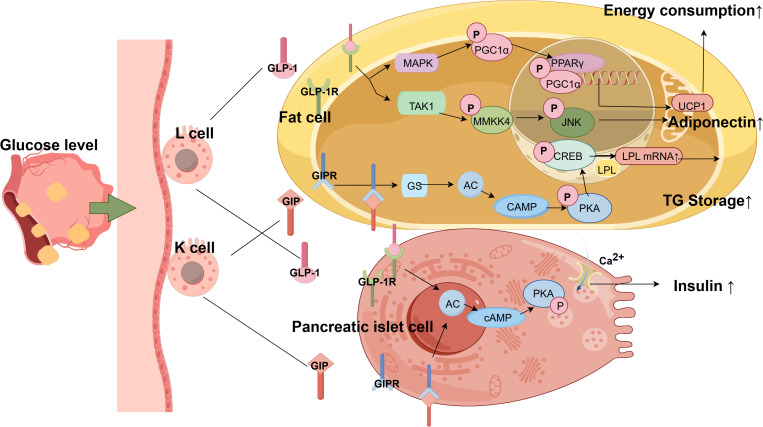 Diagram illustrating hormonal interactions from glucose affecting fat and pancreatic islet cells. L and K cells release GLP-1 and GIP, activating receptors in fat cells, enhancing energy consumption, adiponectin production, and triglyceride storage. In pancreatic cells, these hormones increase insulin secretion.