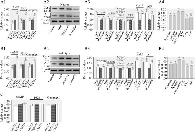 MtCB1 regulated neuronal metabolic defects and apoptosis through mitochondrial cAMP/PKA/complex I pathway. HU-210 inhibited cAMP/PKA/complex I activity in mitochondria purified from injured neurons and wild type mice while AM251 showed opposite effect (A1, B1). Mitochondrial cAMP/PKA/complex I pathway inhibitor H89 or rotenone promoted mitochondrial metabolic defects, cyt c and AIF release (A2, A3, B2 and B3) while the activator forskolin showed opposite effects (A4 and B4). HU210 and AM251 did not affect cAMP/PKA/complex I activity in mitochondria purified from CB−/− mice following injury (c). Tom20 is a mitochondrial protein. Data were expressed as mean ± SE. (#p < 0.05 versus vehicle, ##p < 0.01 versus vehicle)