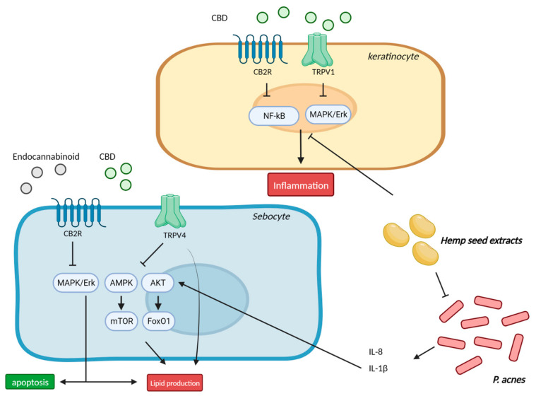 Mechanism of action of cannabinoids in acne and seborrhea Endocannabinoids enhance lipid synthesis and apoptosis of sebocytes through CB2R dependent manner. The lipostatic action of CBD is mediated by the TRPV4 ion channel through the inhibition of the MAPK/Erk pathway. A hemp seed hexane extract inhibited the NF- κB and MAPK pathway in keratinocytes and regulated lipid production via AMPK and AKT/FoxO1 signaling in sebocytes. CBD: cannabidiol; TRPV: transient receptor potential vanilloid; MAPK/Erk: mitogen-activated protein kinase/extracellular signal-regulated kinase 1/2; AMPK: AMP-activated protein kinase; mTOR: mammalian target of rapamycin; FoxO1: Forkhead box protein O1. This figure was created with Biorender at www.biorender.com (accessed on 21 August 2023).