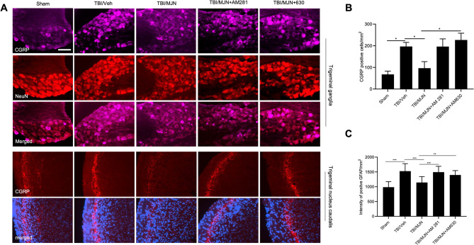 Attenuation of MJN110 on the expression of CGRP in both TG and TNC of the mTBI mice was regulated by cannabinoid signaling pathways. On day 14 post-injury, the CGRP-positive immunostaining was significantly increased in the TG and TNC of the mTBI mice, and MJN treatment remarkably attenuated CGRP immunostaining in both regions (A). In the TG of mTBI mice, The CB2R antagonist AM630 significantly counteracted the downregulation of CGRP by MJN (B). In the TNC of mTBI mice, animals treated with MJN and the CB1R antagonist AM281 had significantly increased CGRP positive immunostaining compared to the MJN alone treated group (C). *, p < 0.05, **, p < 0.01, and ***, p < 0.001 (n = 8/group). Scale bar = 50 μm
