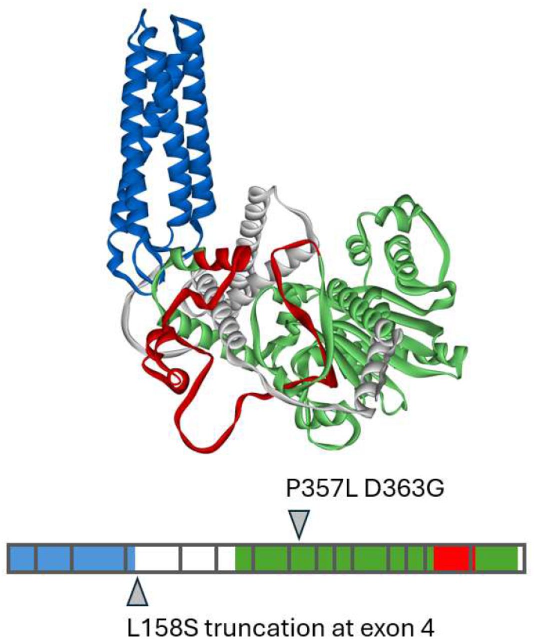 DAGLb mutations associated with PD susceptibility.At top the AlphaFold structure for DAGLb in humans is shown. The four-helix transmembrane domain is coloured blue, the hydrolase catalytic domain is in green and the regulatory loop in red. The exon structure is shown below with the positions of the three coding variants.